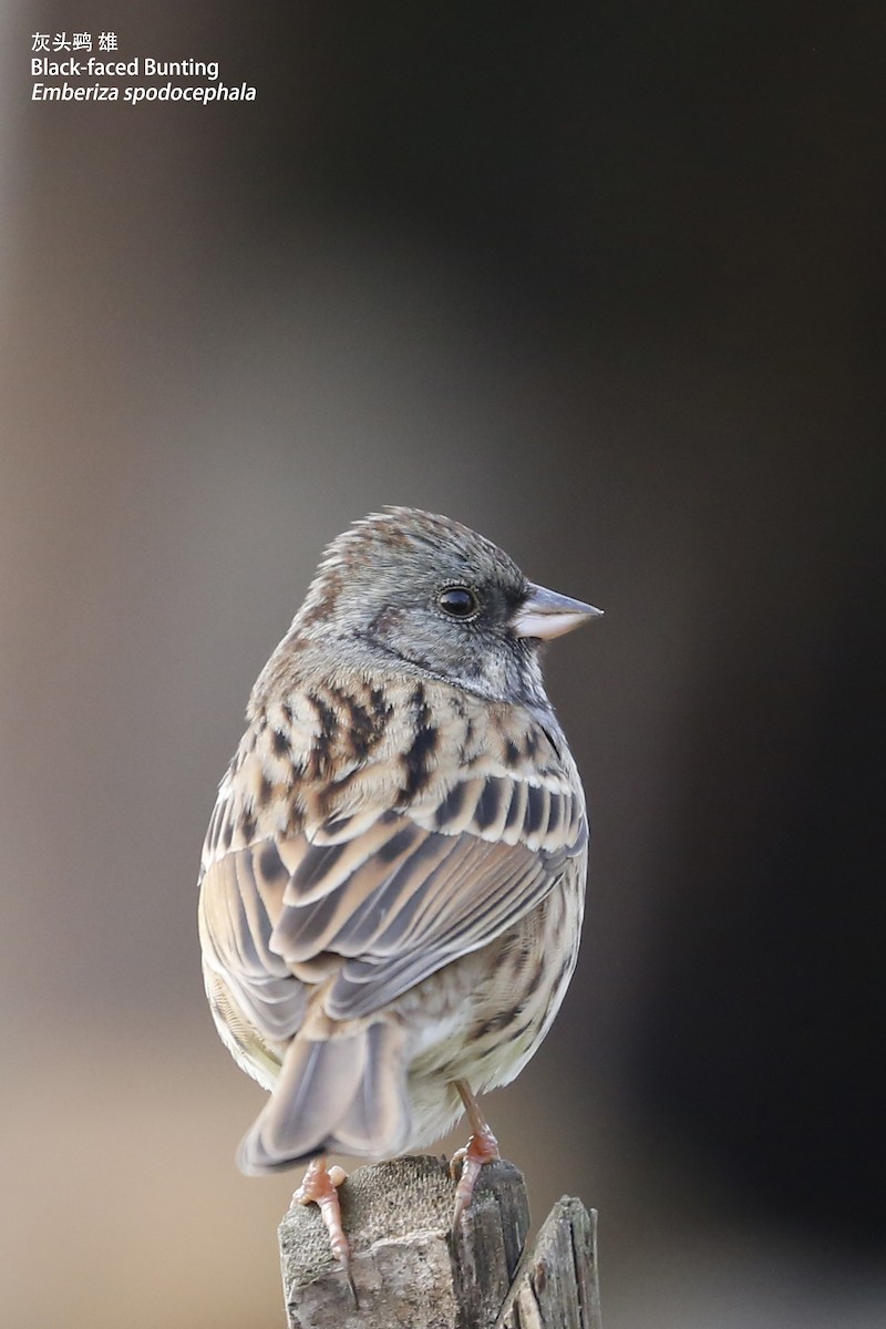 Black-faced Bunting - ML86551991