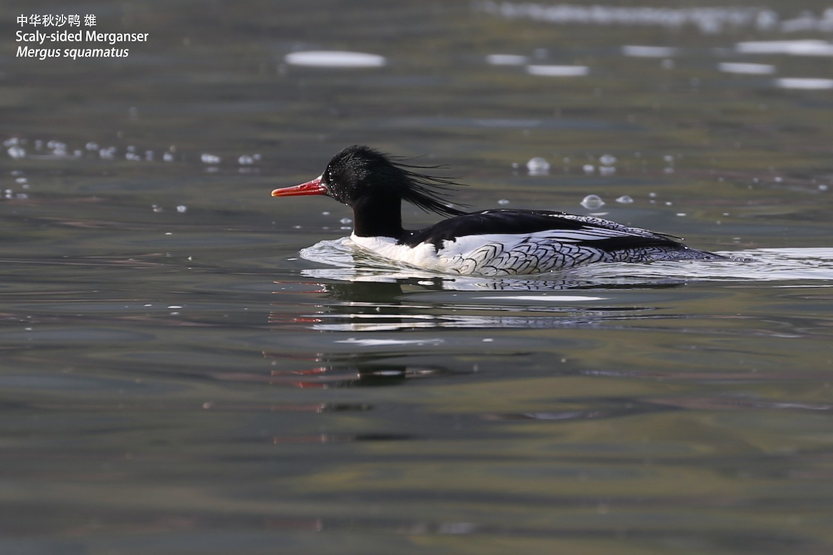 Scaly-sided Merganser - Zhen niu
