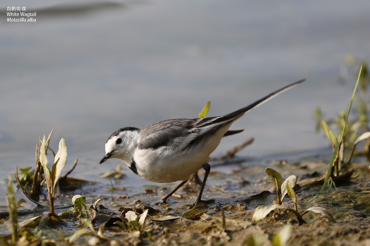 White Wagtail - ML86552441