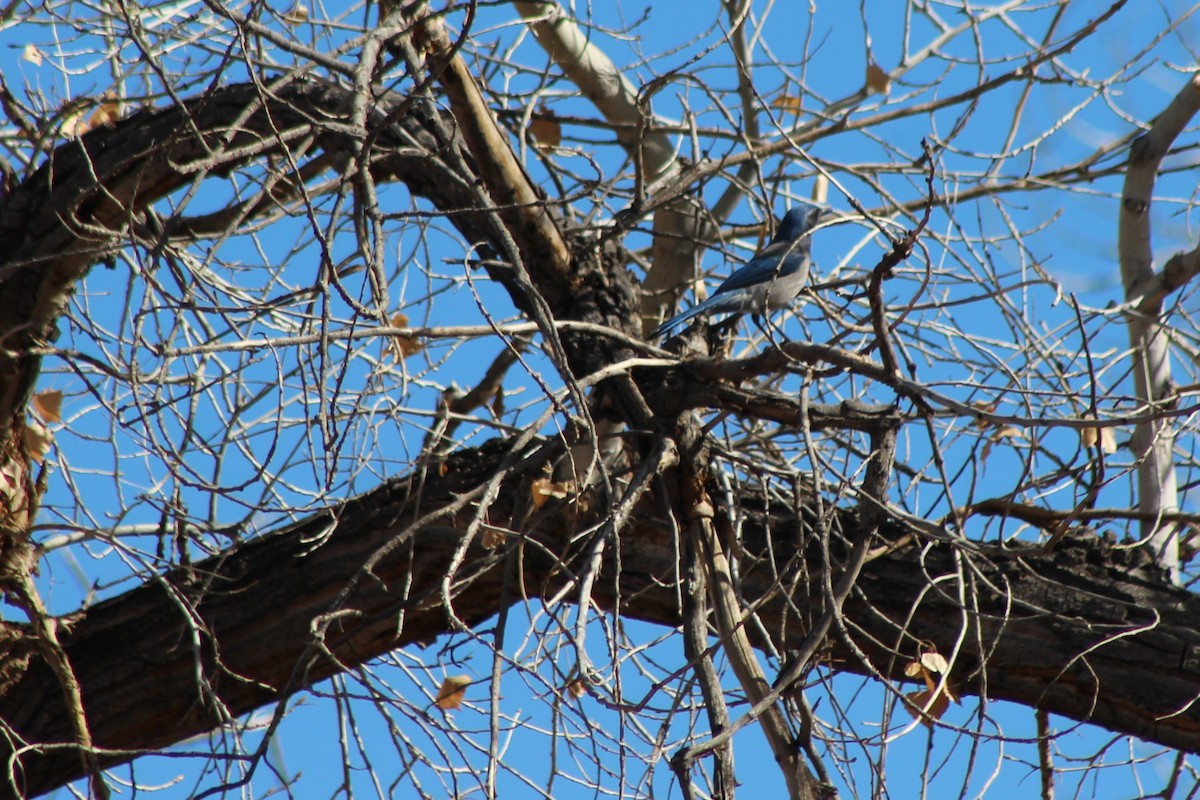 Woodhouse's Scrub-Jay - David Lerwill