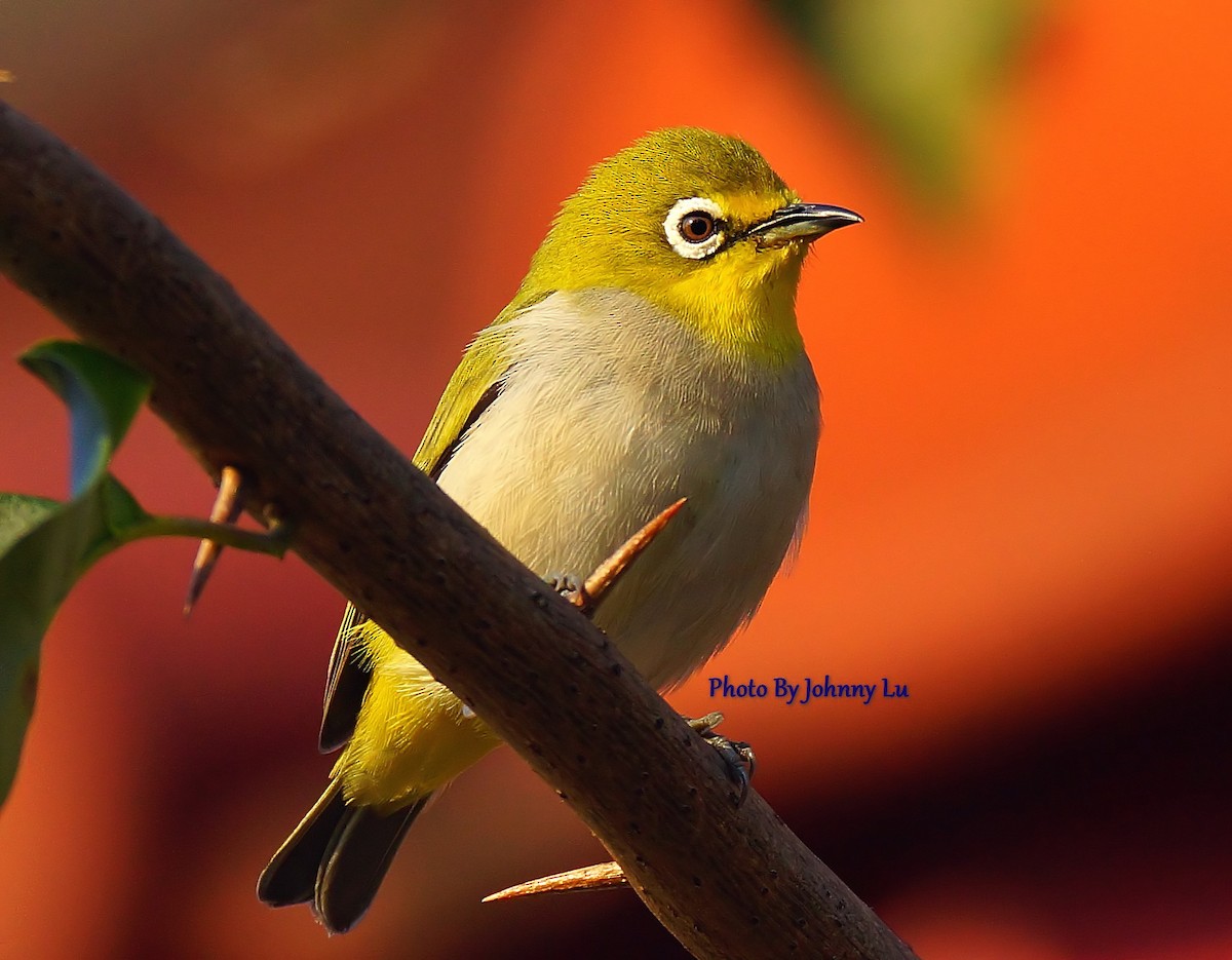 Swinhoe's White-eye - ML86553851