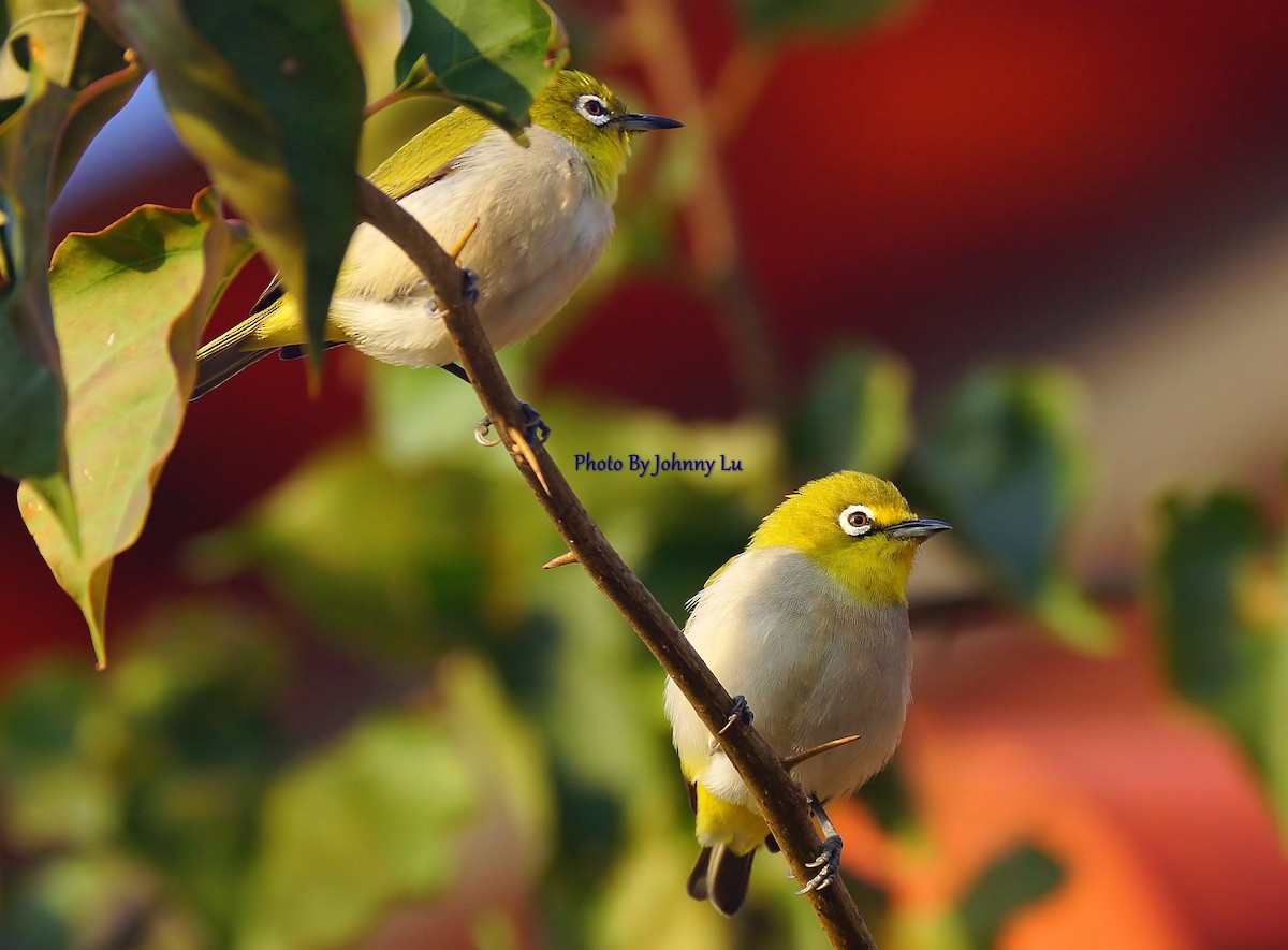 Swinhoe's White-eye - ML86553901