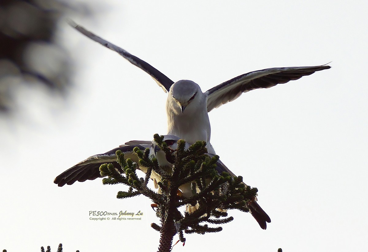 Black-winged Kite - ML86554651