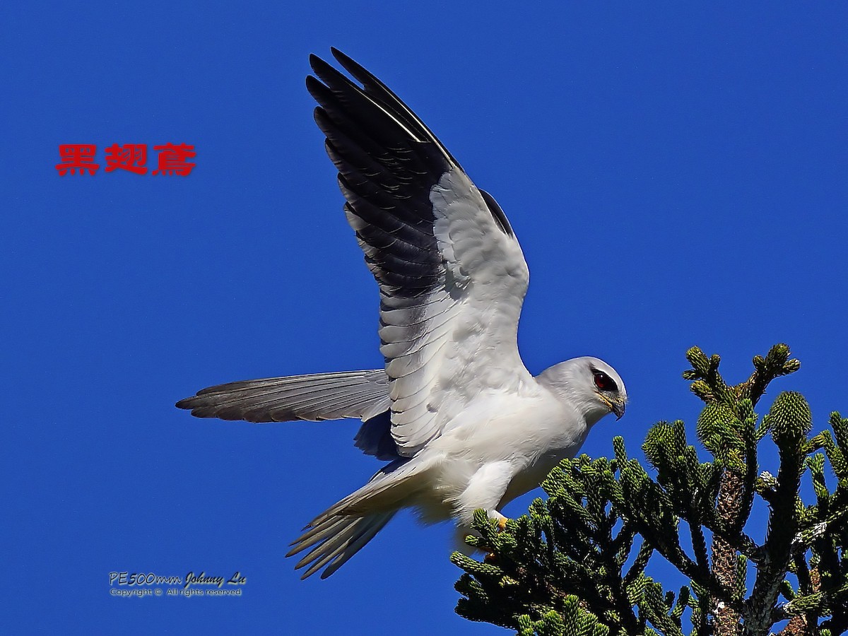 Black-winged Kite - ML86554661