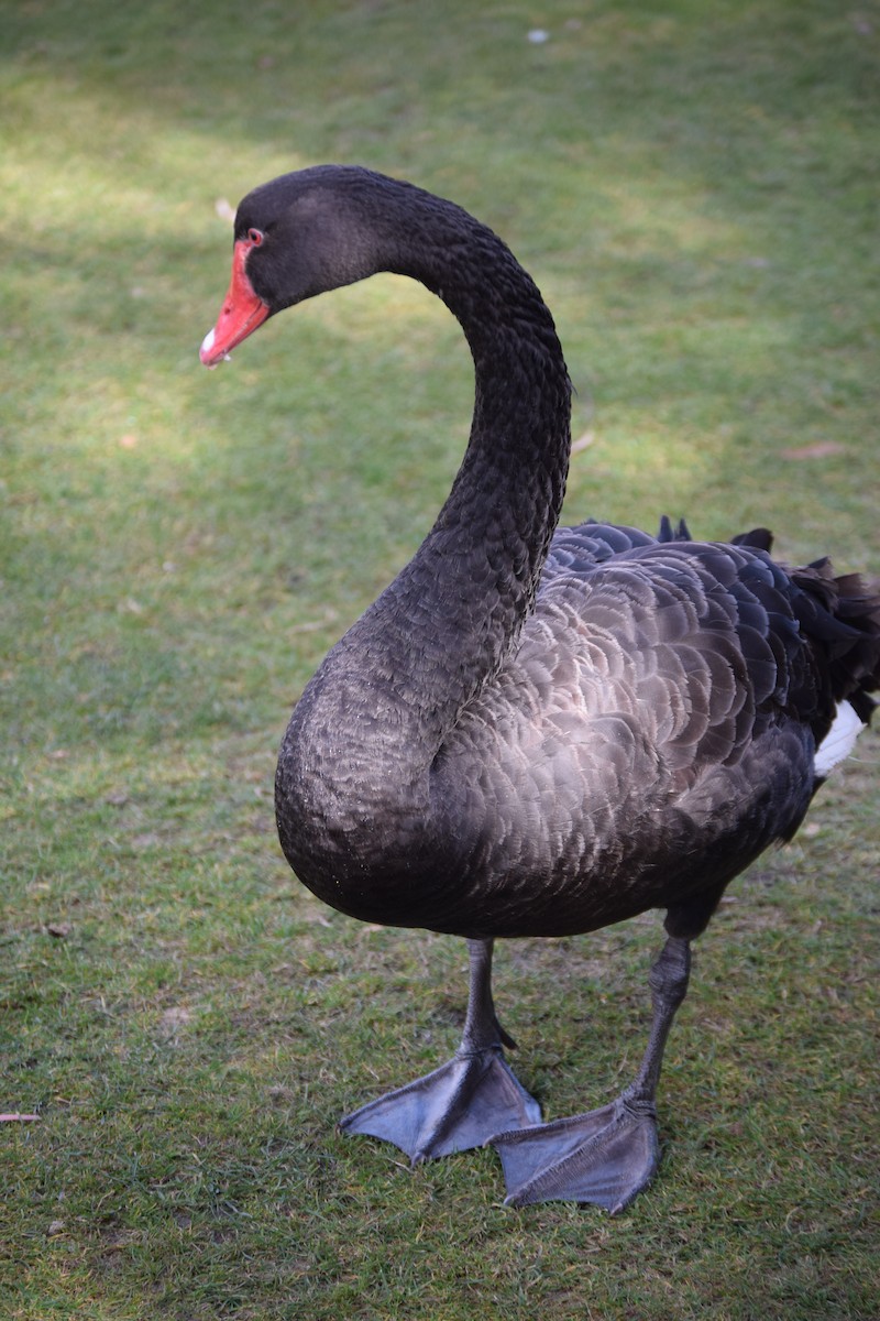 Black Swan - ML86555171