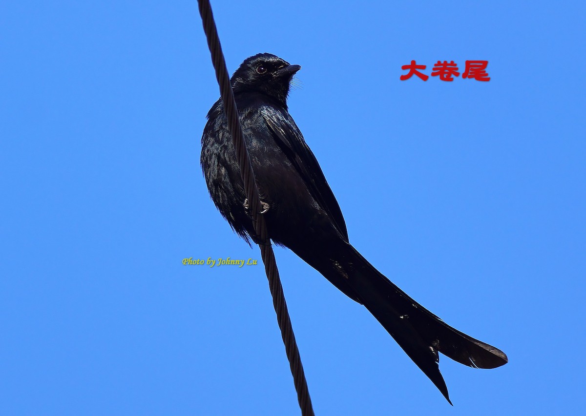 Black Drongo - ML86555581