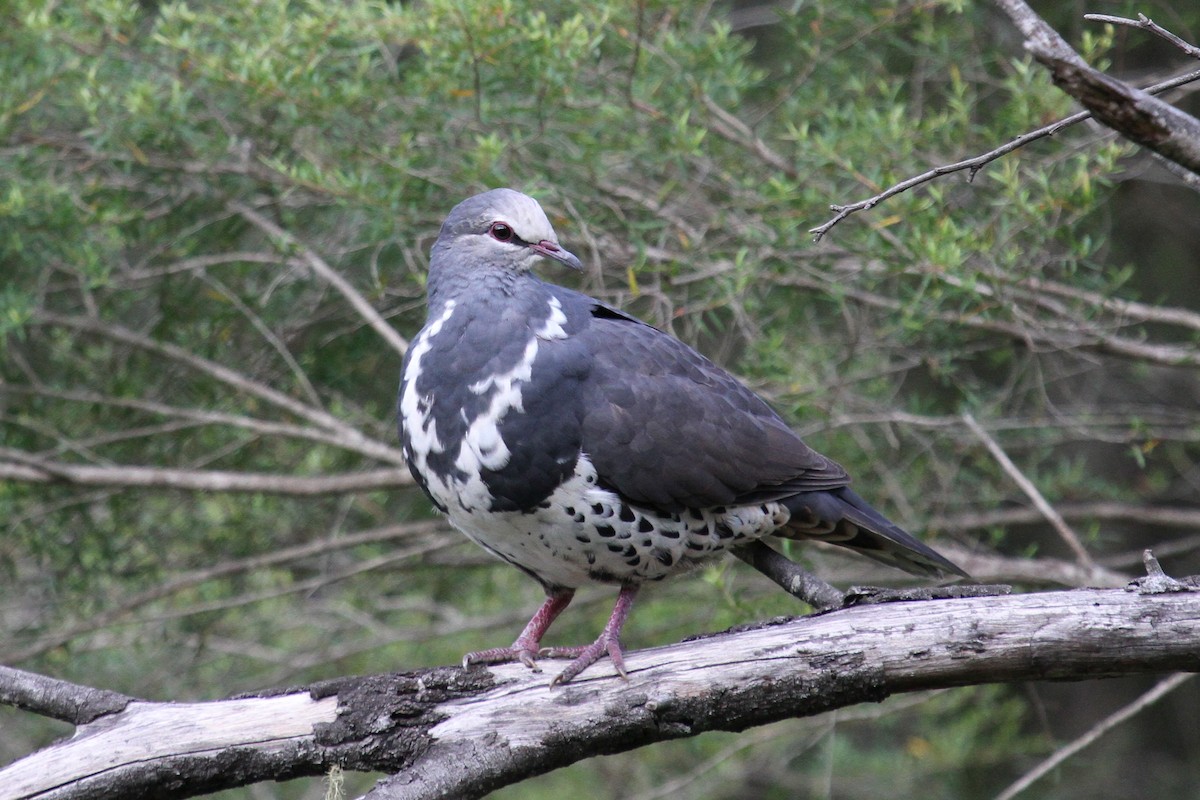 Wonga Pigeon - Margot Oorebeek