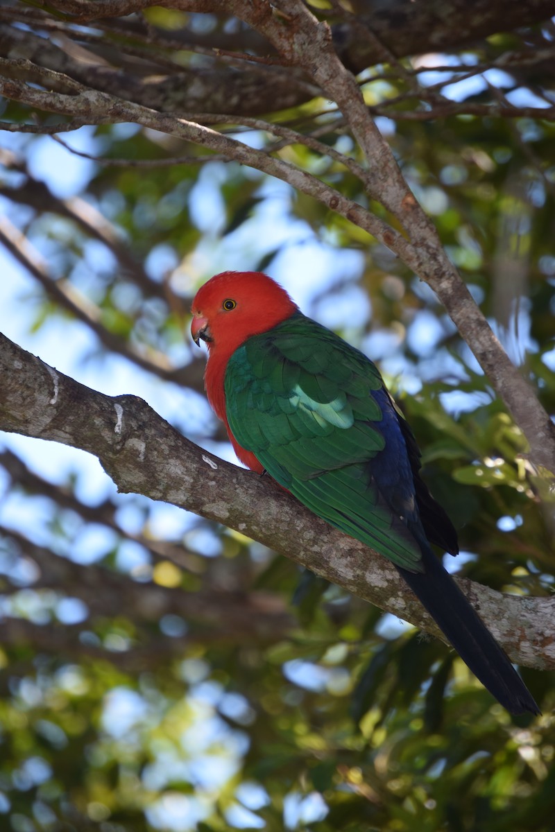 Australian King-Parrot - Ethan Monk