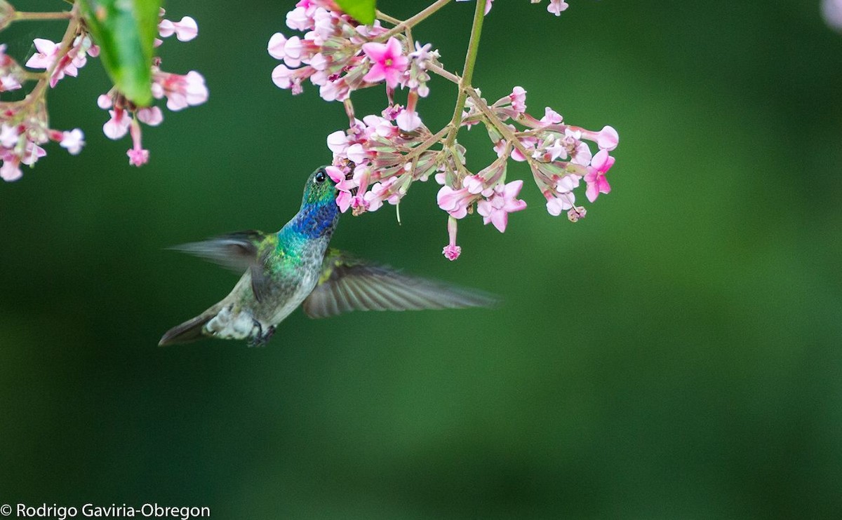 kolibřík modroprsý - ML86557941