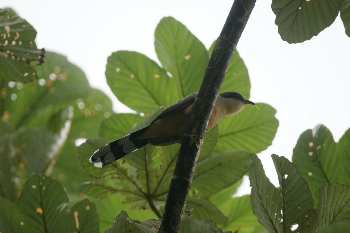 Cuclillo de Manglar - ML86559851