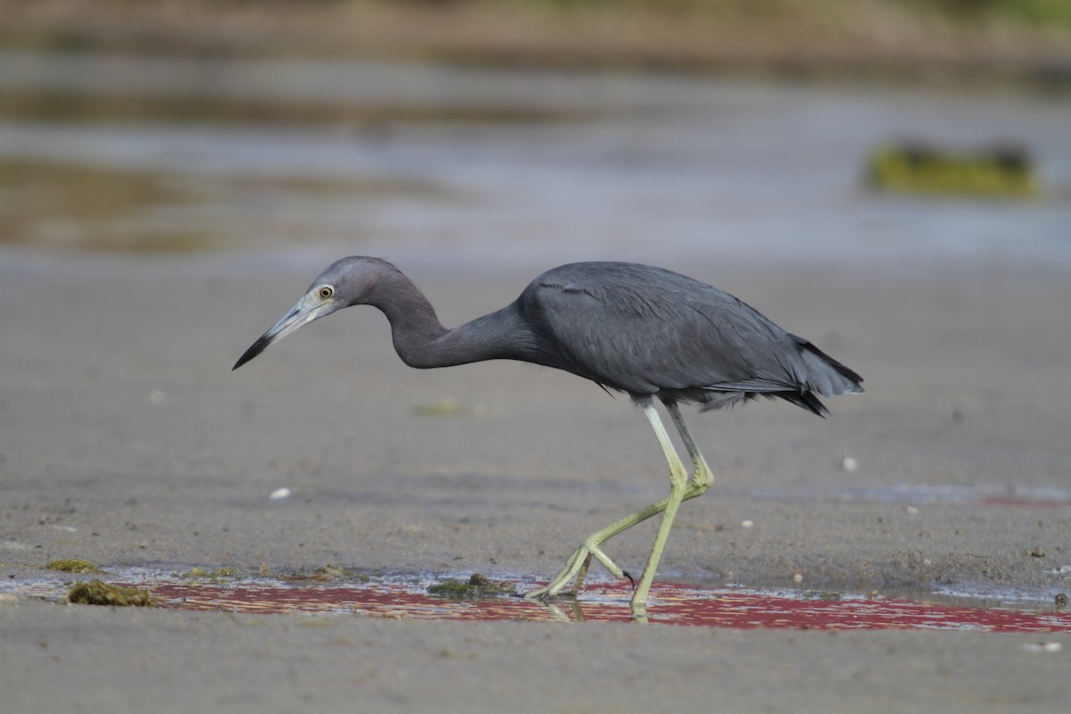 Little Blue Heron - ML86560371