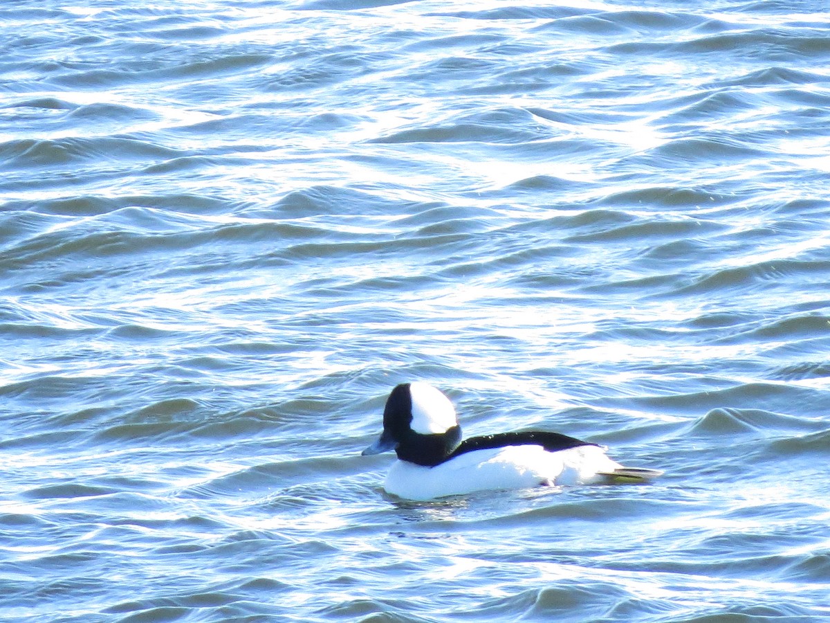 Bufflehead - ML86560961