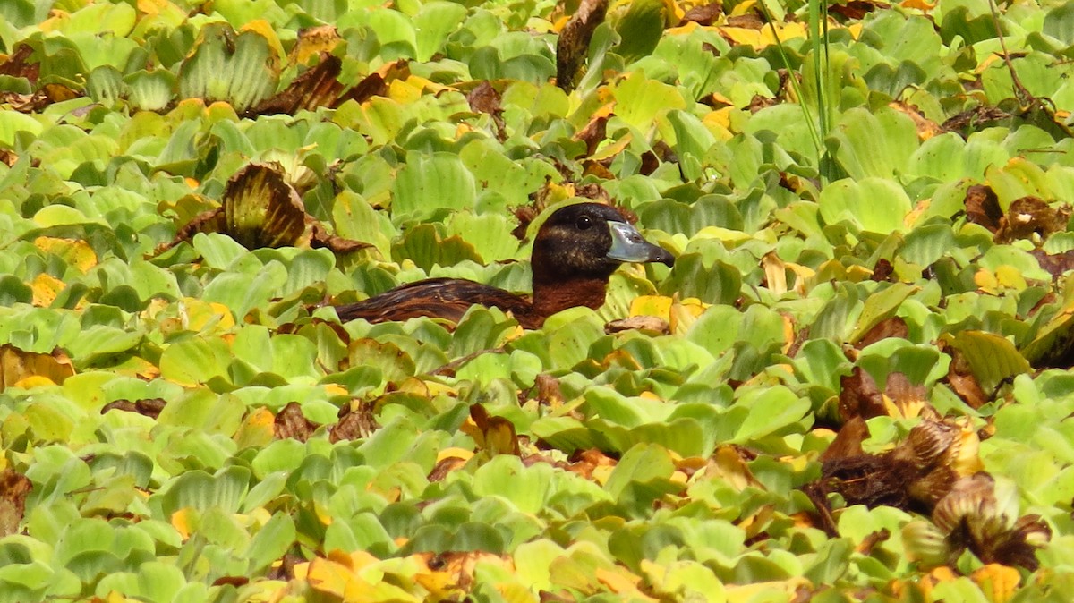 Masked Duck - ML86561551