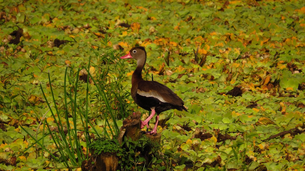 Black-bellied Whistling-Duck - ML86561761