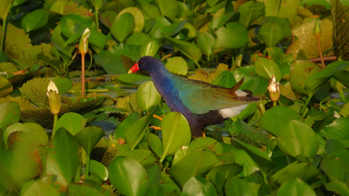 Purple Gallinule - ML86562051