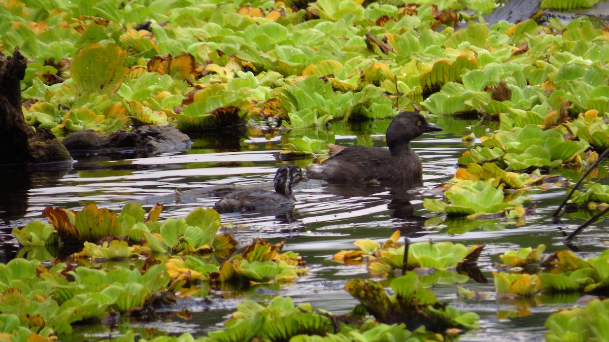 Least Grebe - ML86562331