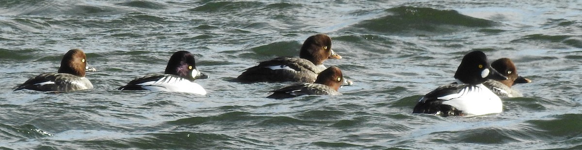 Common Goldeneye - ML86563291