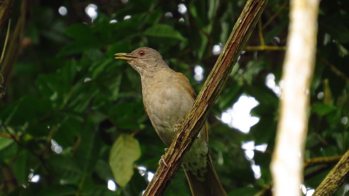 Pale-breasted Thrush - ML86565751