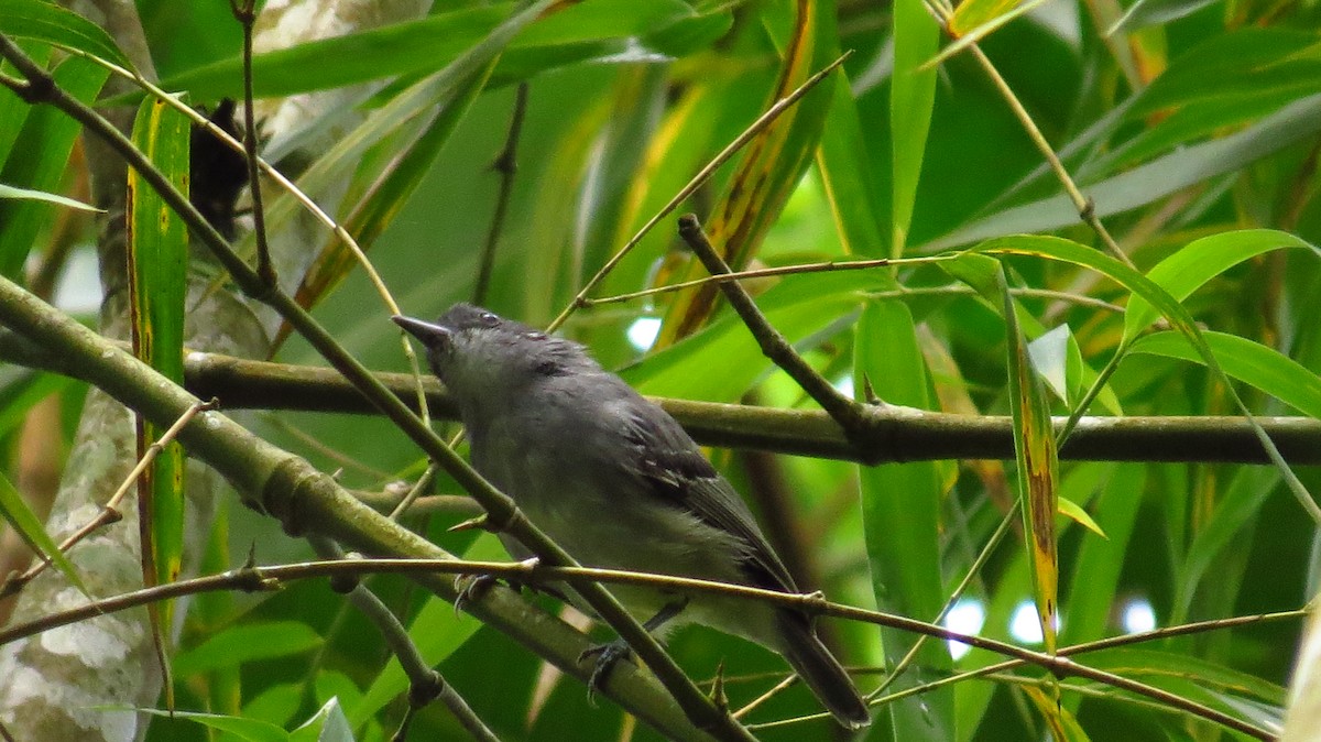 Plain Antvireo - ML86565981