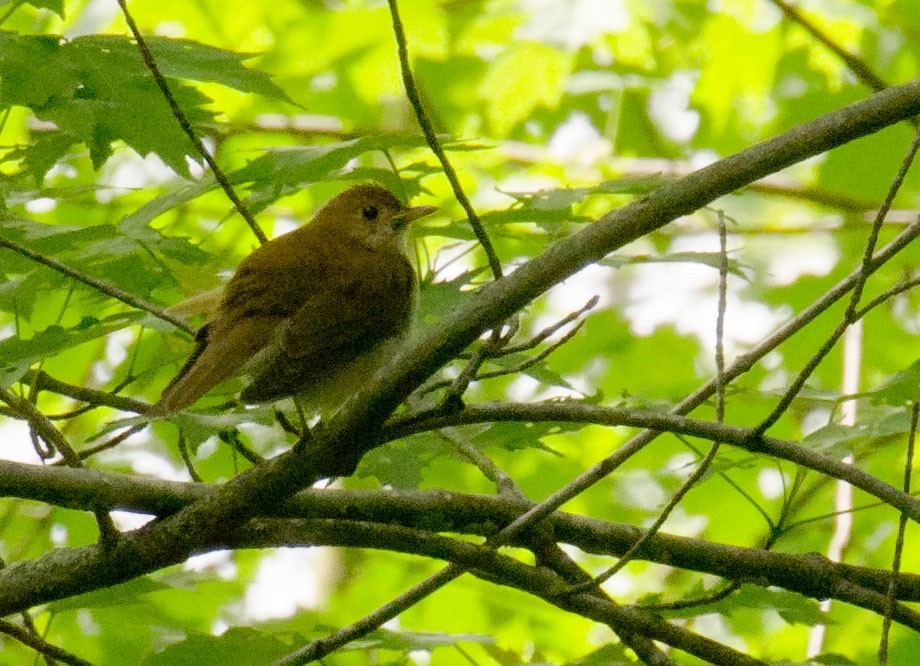 Veery - ML86567721