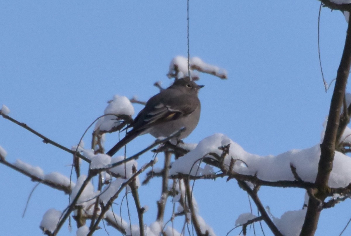 Townsend's Solitaire - ML86567791