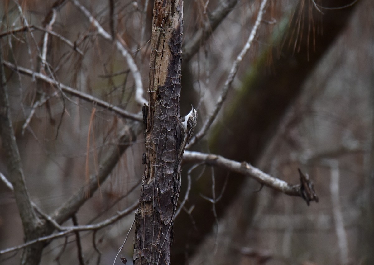 Brown Creeper - Stephen Falick