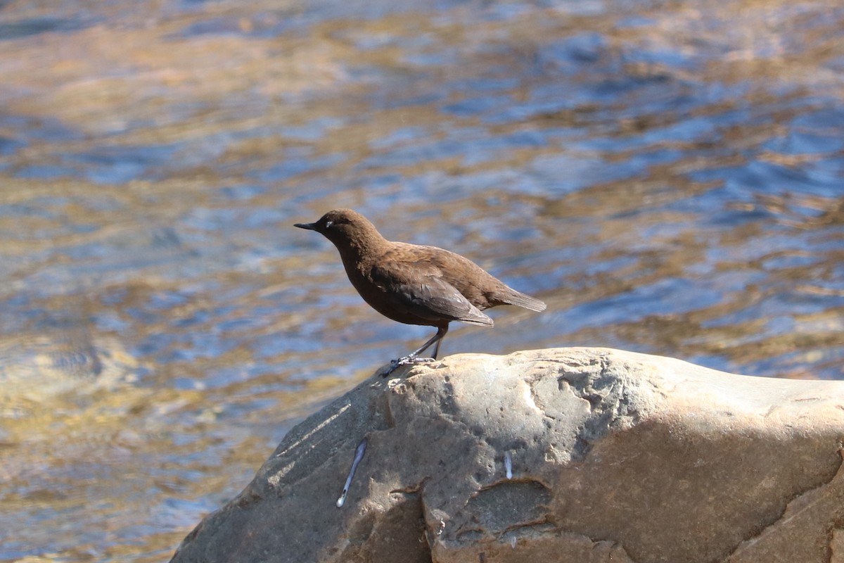 Brown Dipper - ML86568221