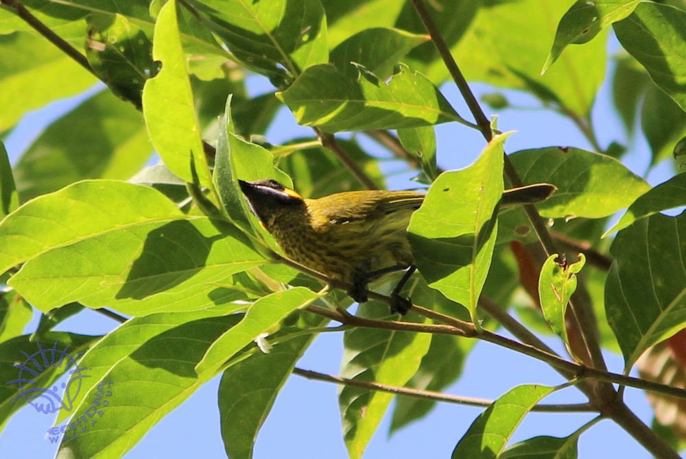 Yellow-eared Honeyeater - Janine Duffy