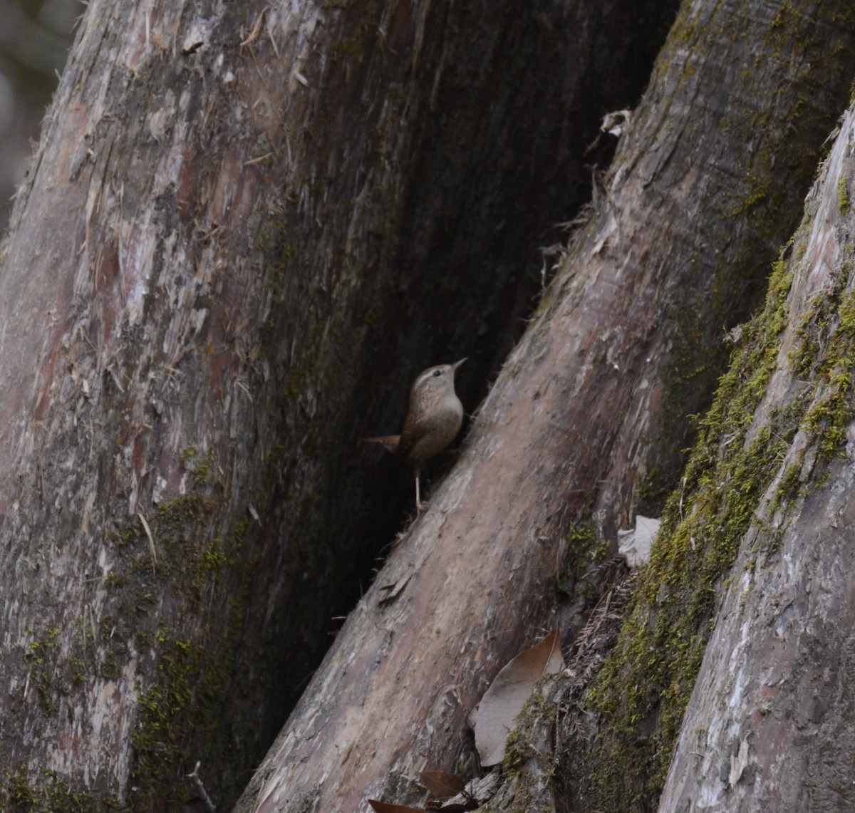 Winter Wren - ML86569751
