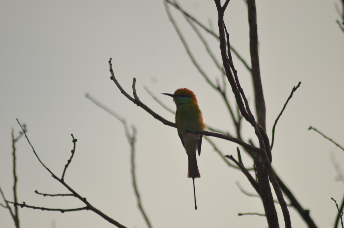 Asian Green Bee-eater - ML86570111