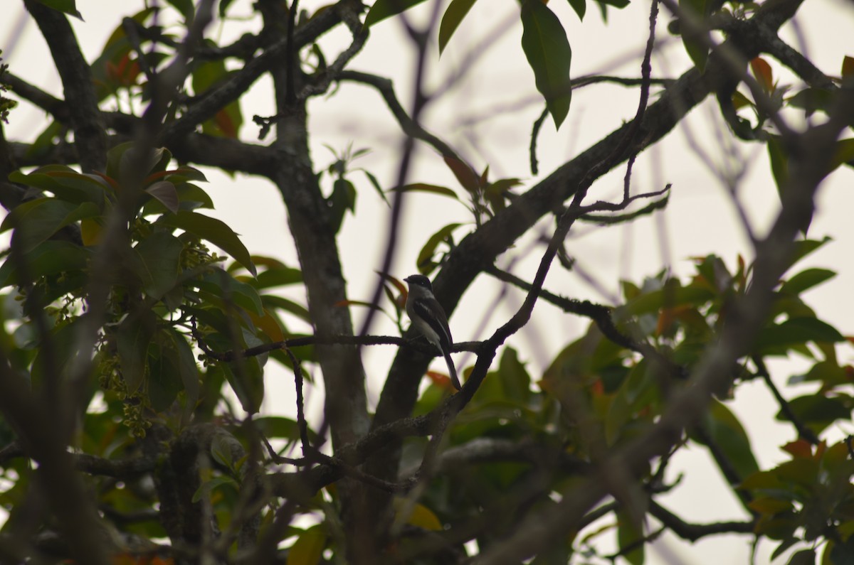 Bar-winged Flycatcher-shrike - ML86570341