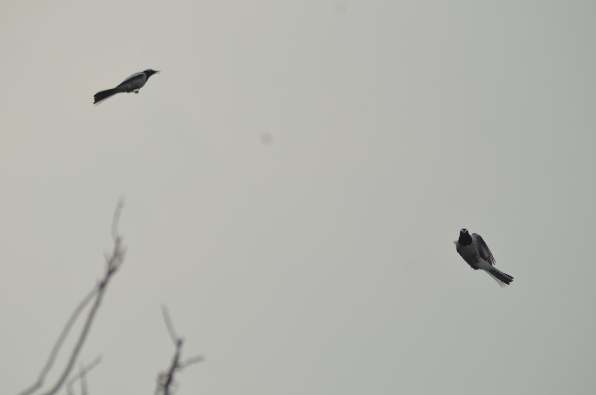 White-browed Wagtail - ML86570461