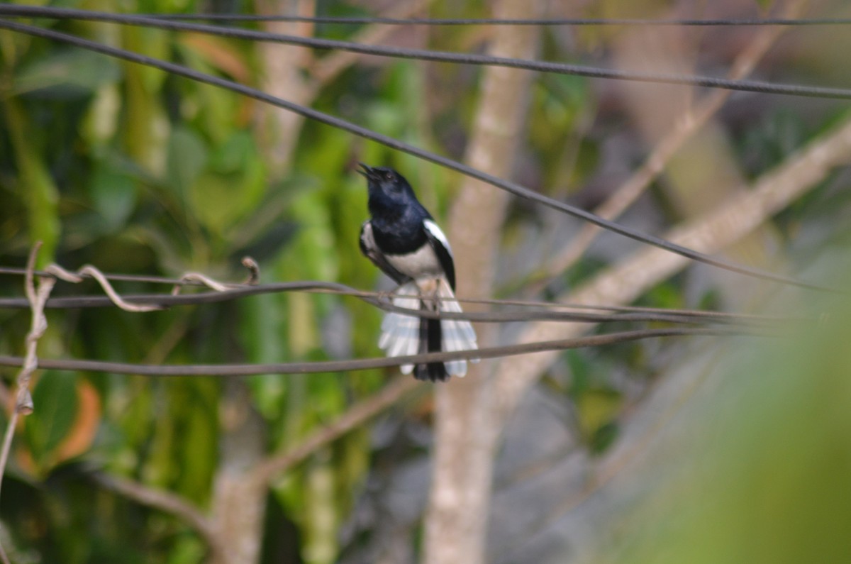 Oriental Magpie-Robin - ML86571081