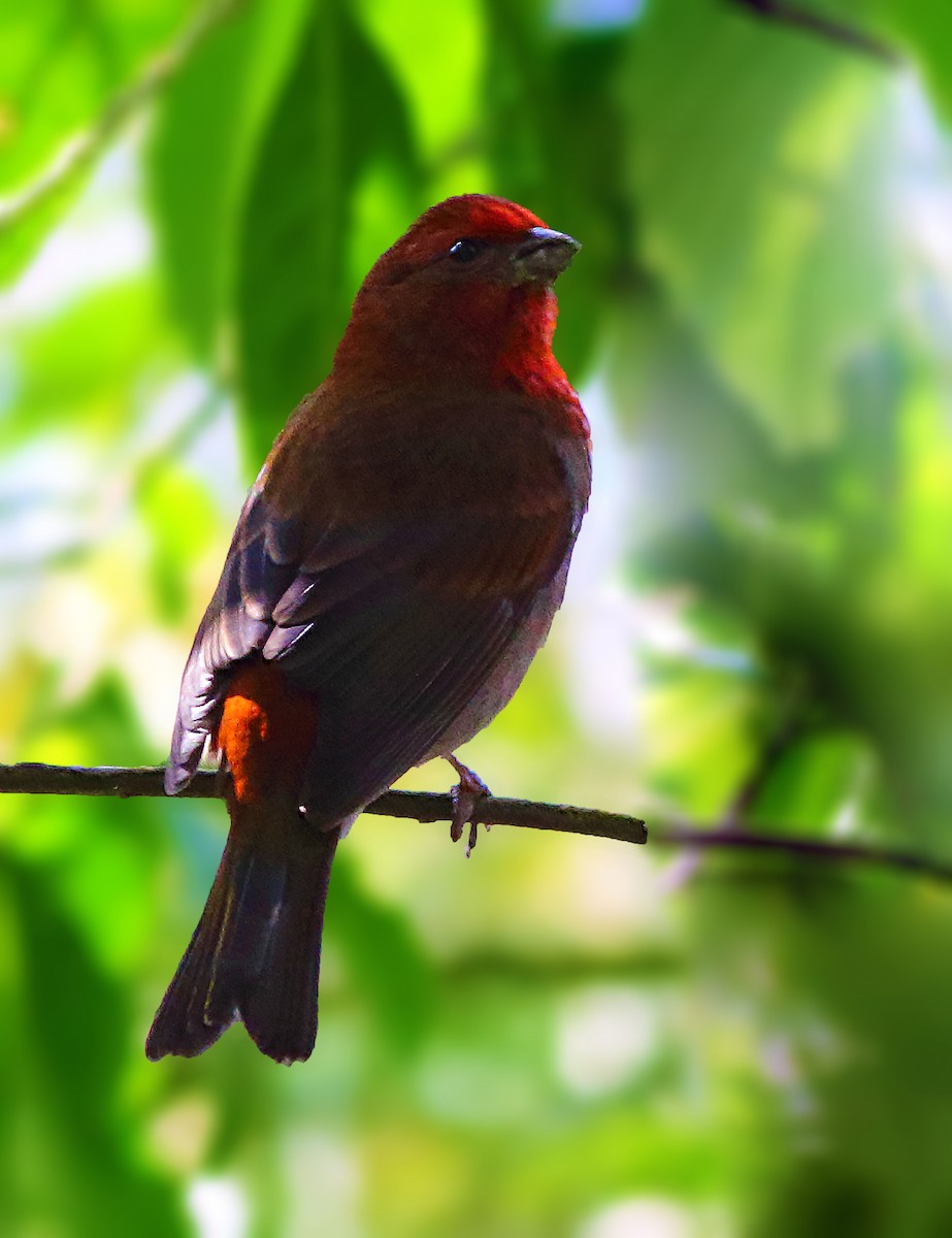 Crimson-browed Finch - Amitava Ganguly