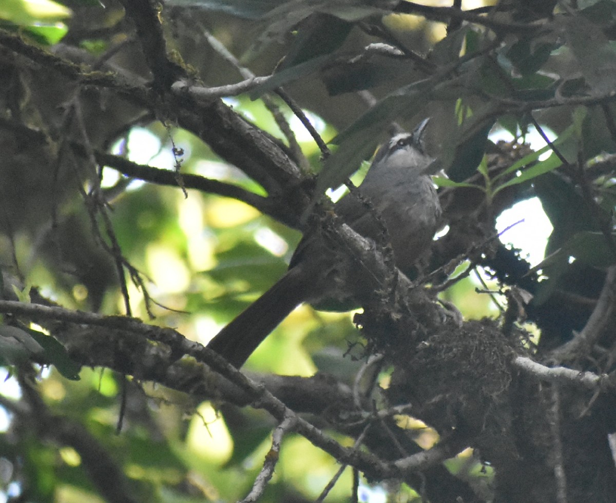 Banasura Laughingthrush - ML86572321