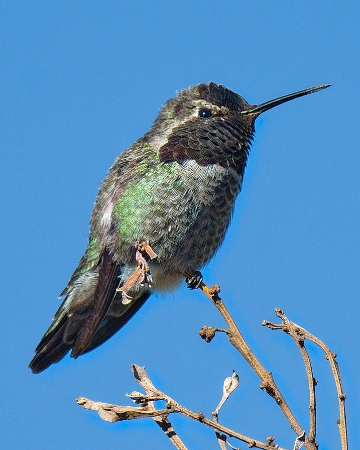 Anna's Hummingbird - ML86573021