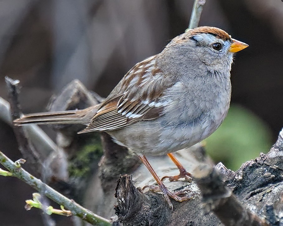 White-crowned Sparrow (Gambel's) - ML86573221