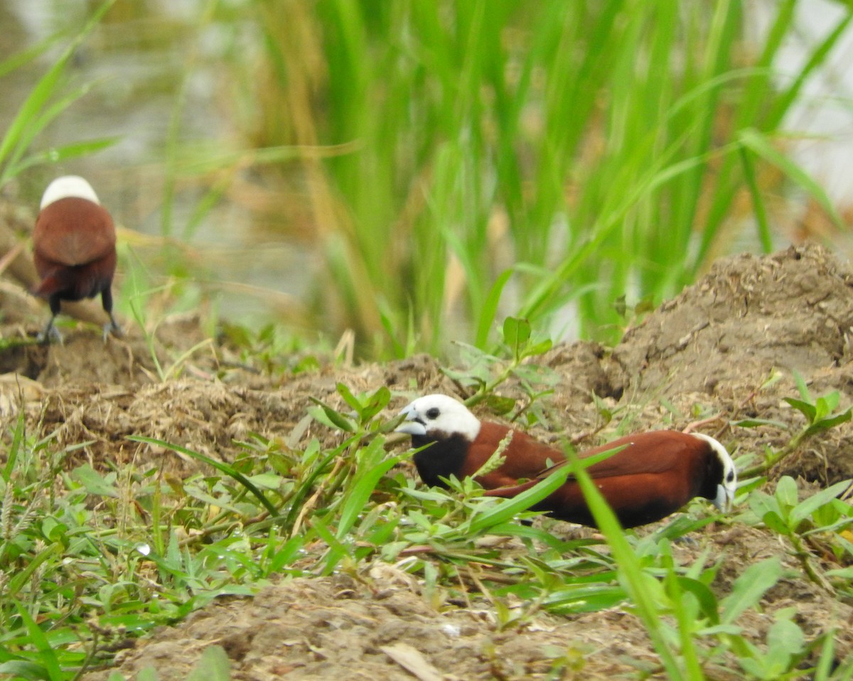 White-capped Munia - Sandy Gayasih