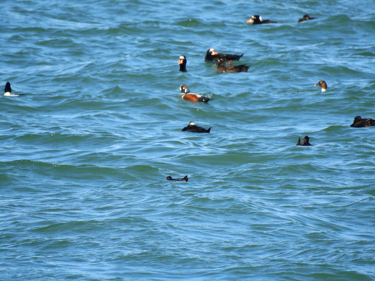 Harlequin Duck - Joshua Stacy