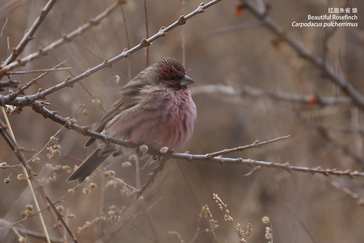 Chinese Beautiful Rosefinch - Zhen niu