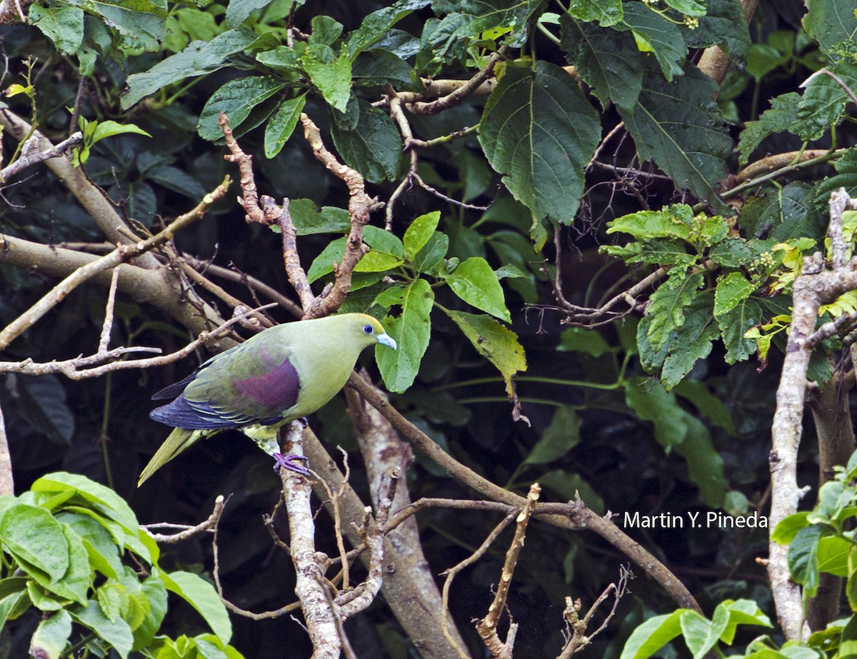 Whistling Green-Pigeon - Martin Pineda