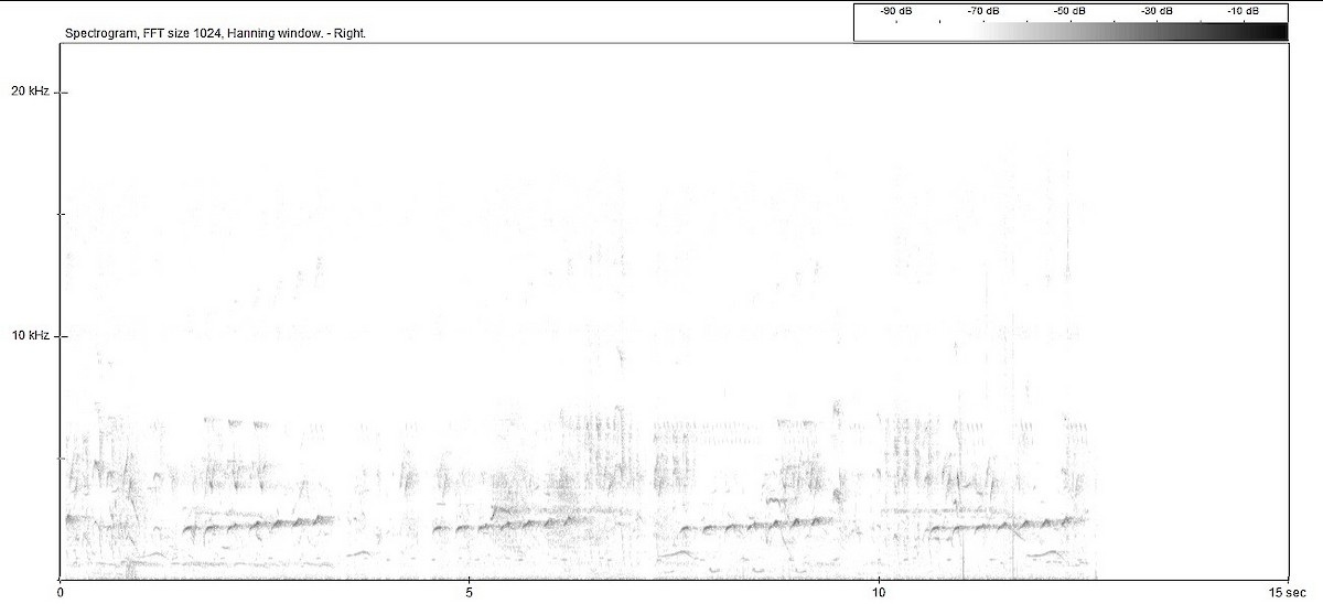 Gabelschwanz-Drongokuckuck - ML86579081