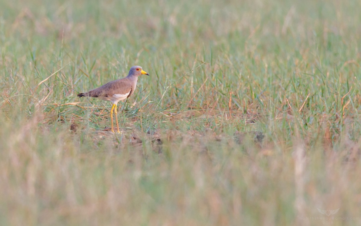 Gray-headed Lapwing - ML86579161