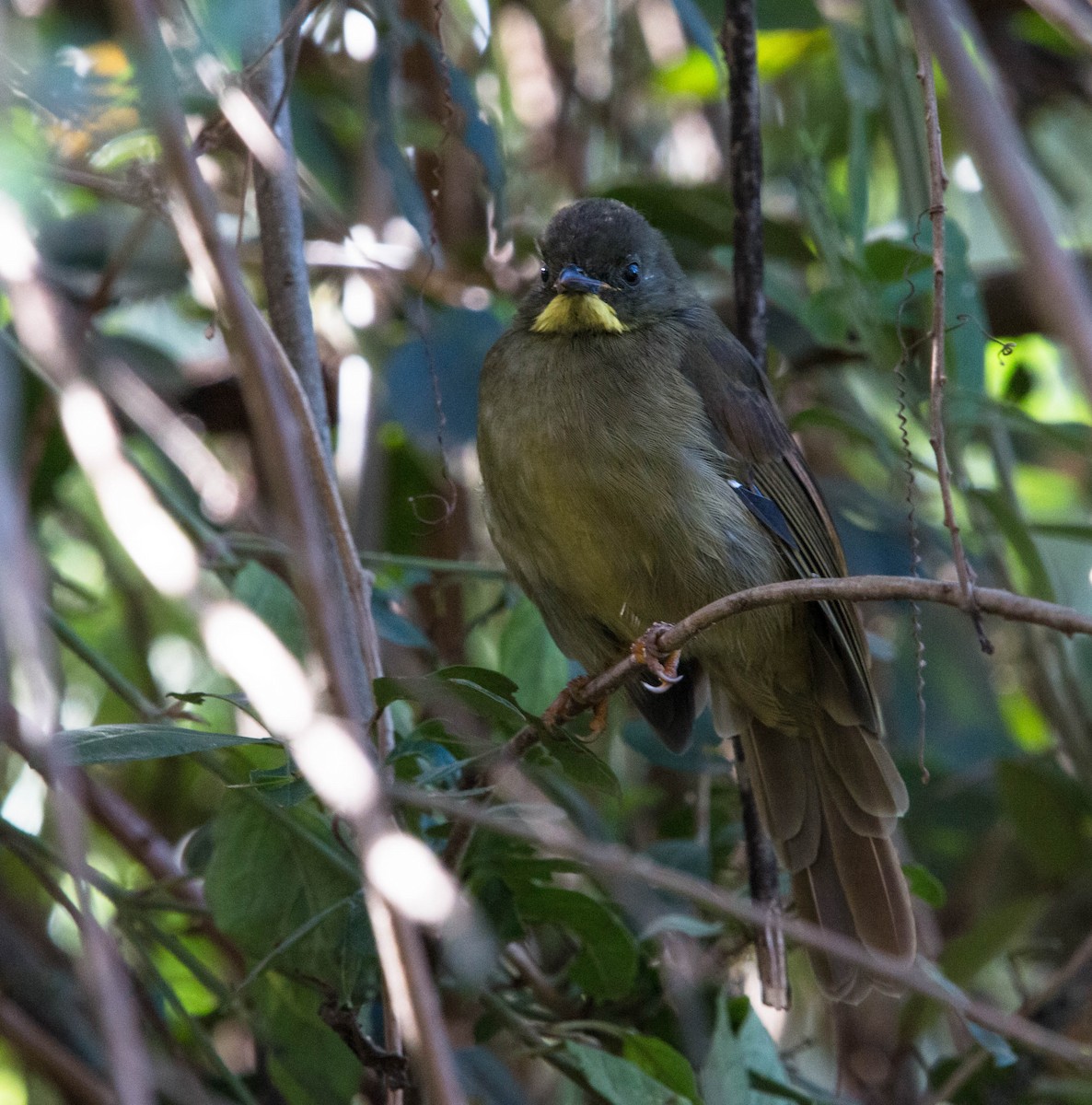 Yellow-whiskered Greenbul - ML86580941