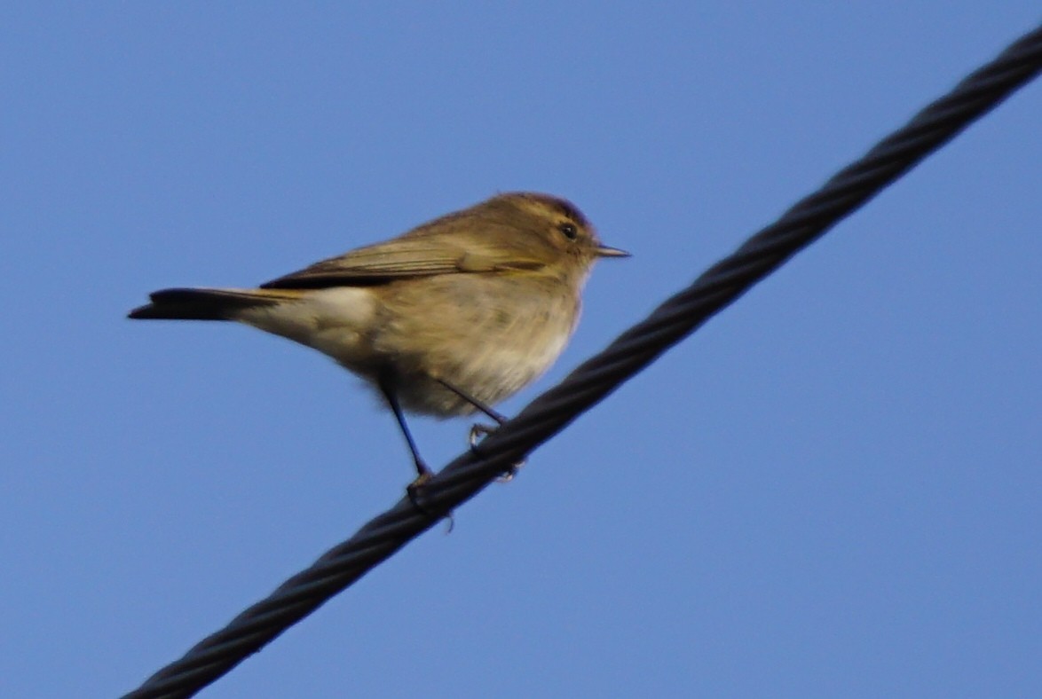 Mosquitero Común - ML86583321