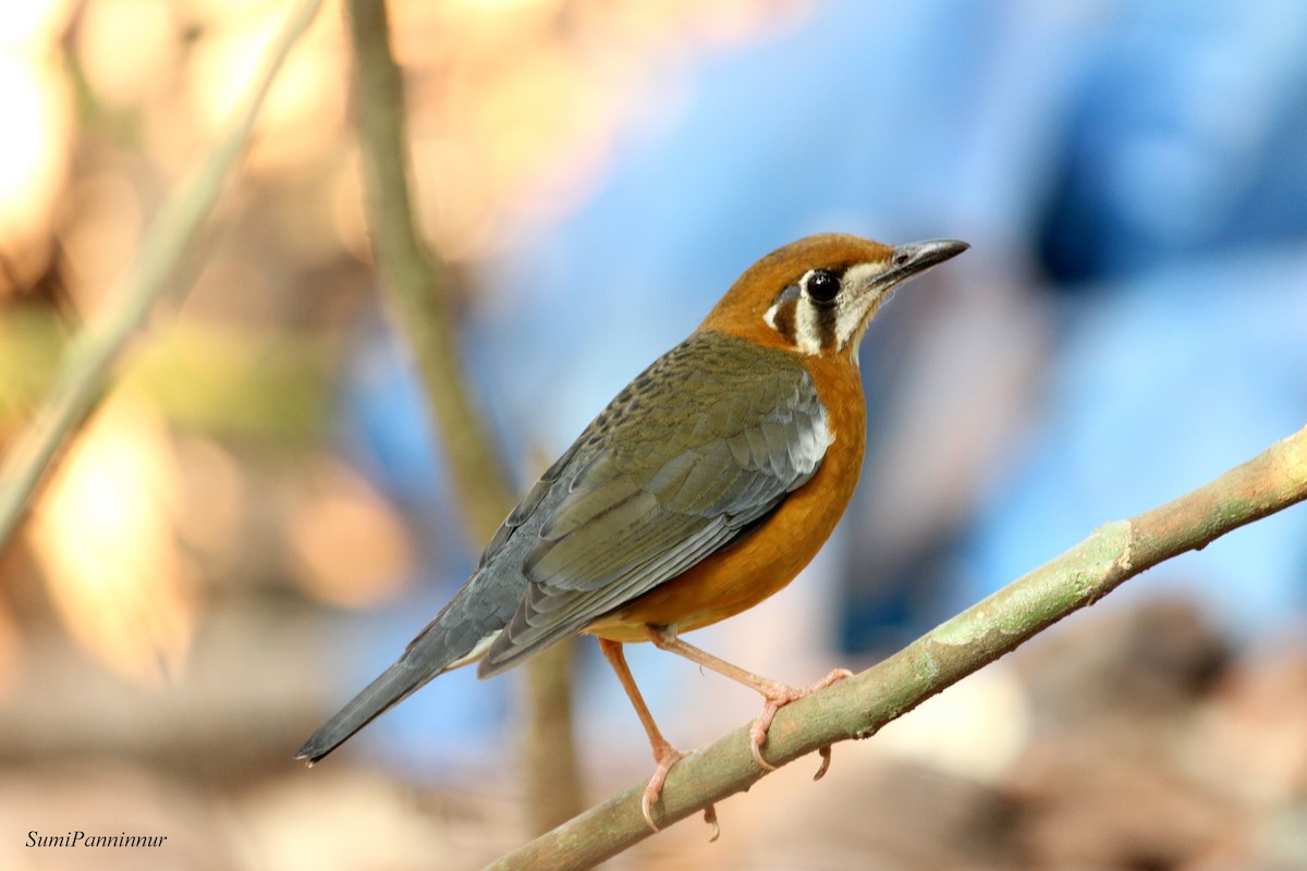 Orange-headed Thrush - ML86584391