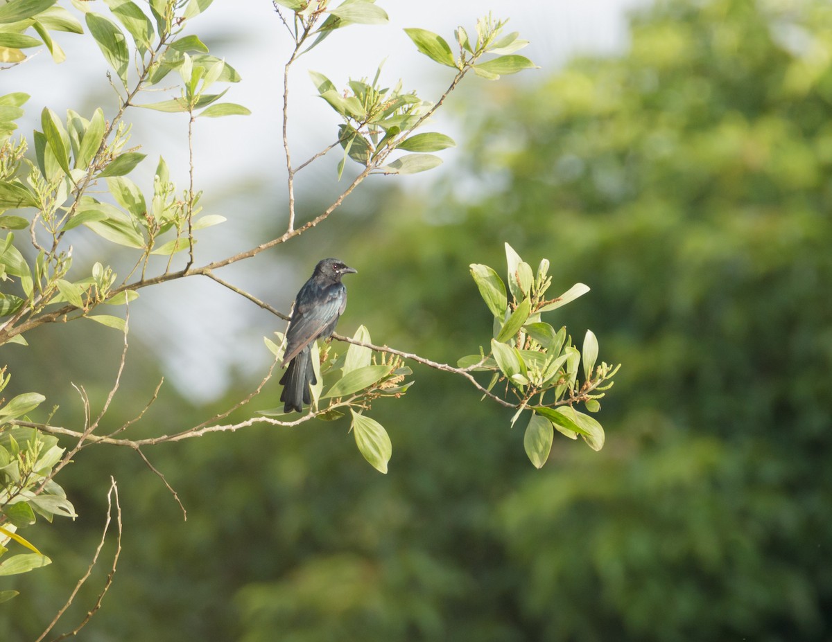 Black Drongo - ML86584861