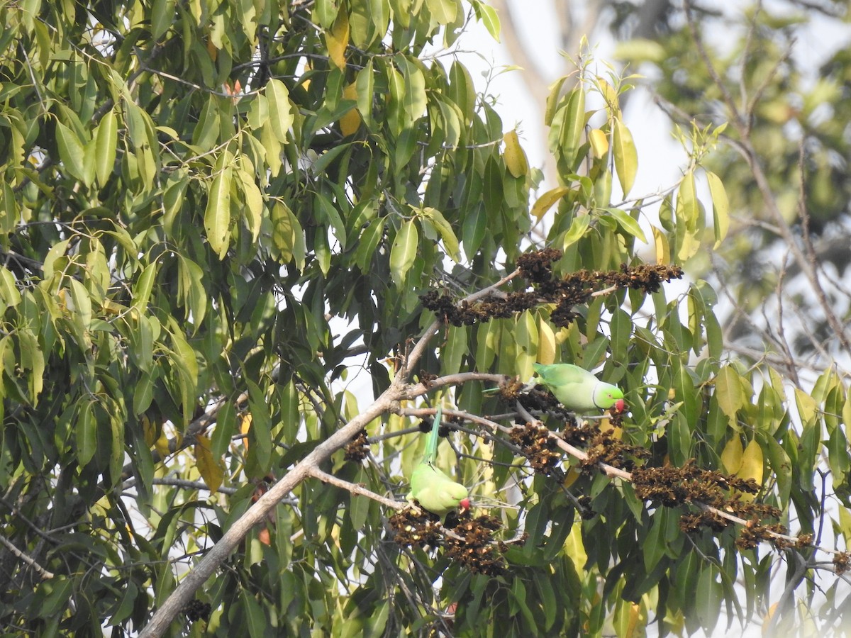 Rose-ringed Parakeet - Sitendu Goswami