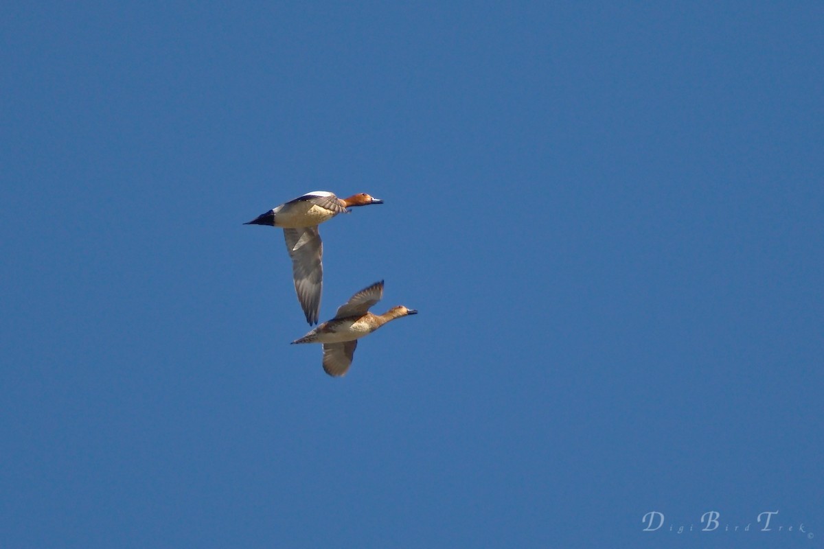 Eurasian Wigeon - DigiBirdTrek CA