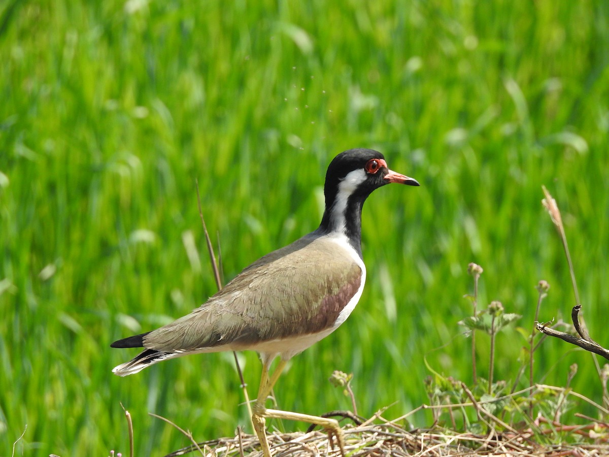 Red-wattled Lapwing - ML86585071